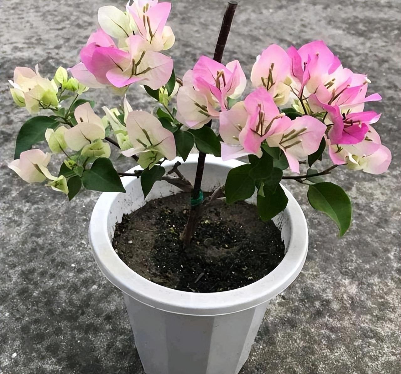停车场服 第6页