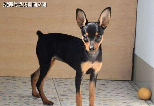 最新小鹿犬，自然探险之旅，寻找内心的平和与宁静