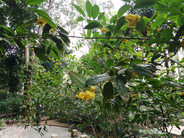 南宁金花茶公园新发现，巷弄深处的惊喜小店